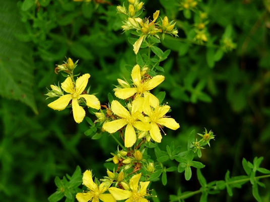 {Hypericum perforatum}